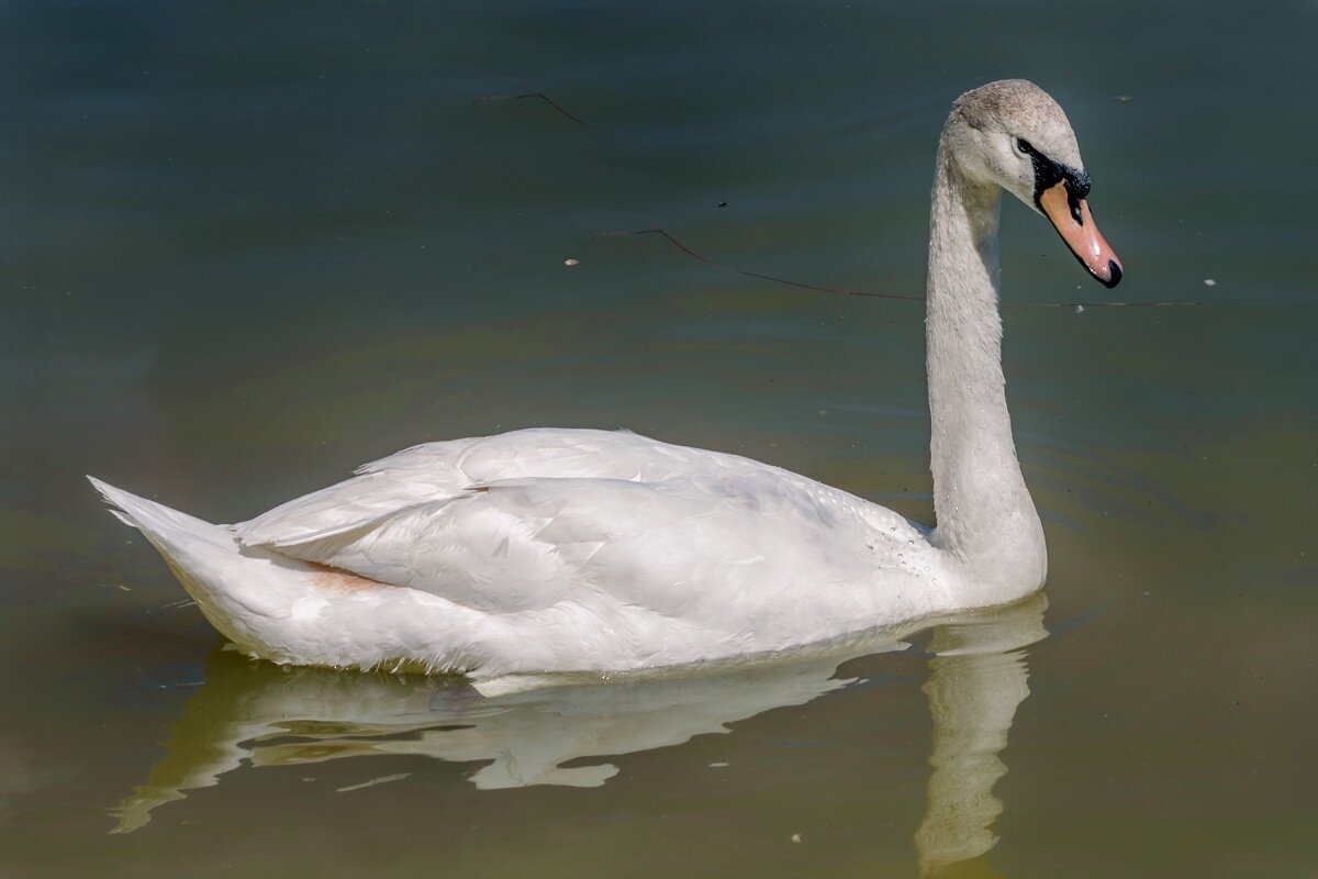 Белый лебедь - Игорь Сикорский