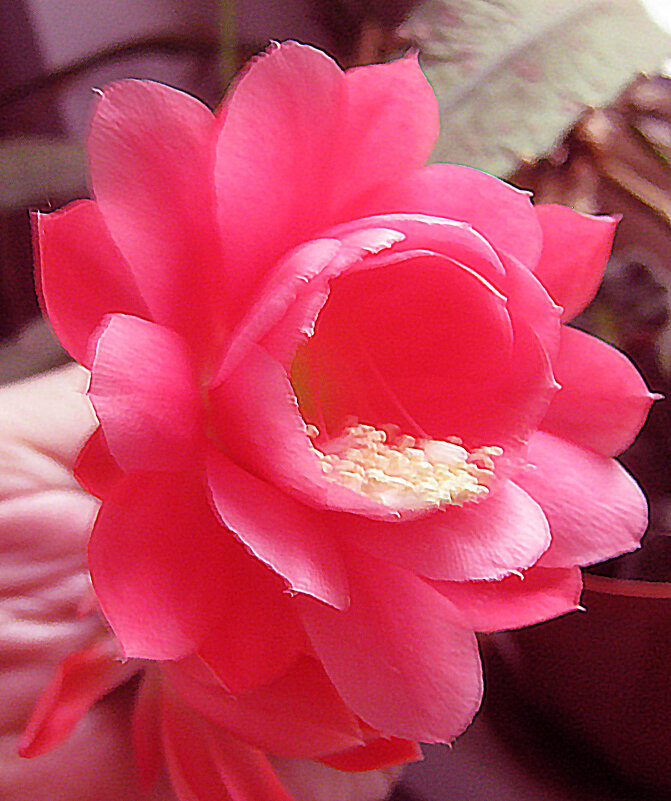 Расцвел аленький цветочек - Елена Семигина Расцвел аленький цветочек - Елена Семигина