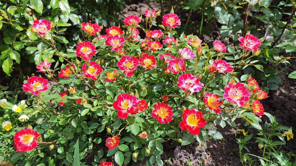 ,,, - Сергей Тимоновский