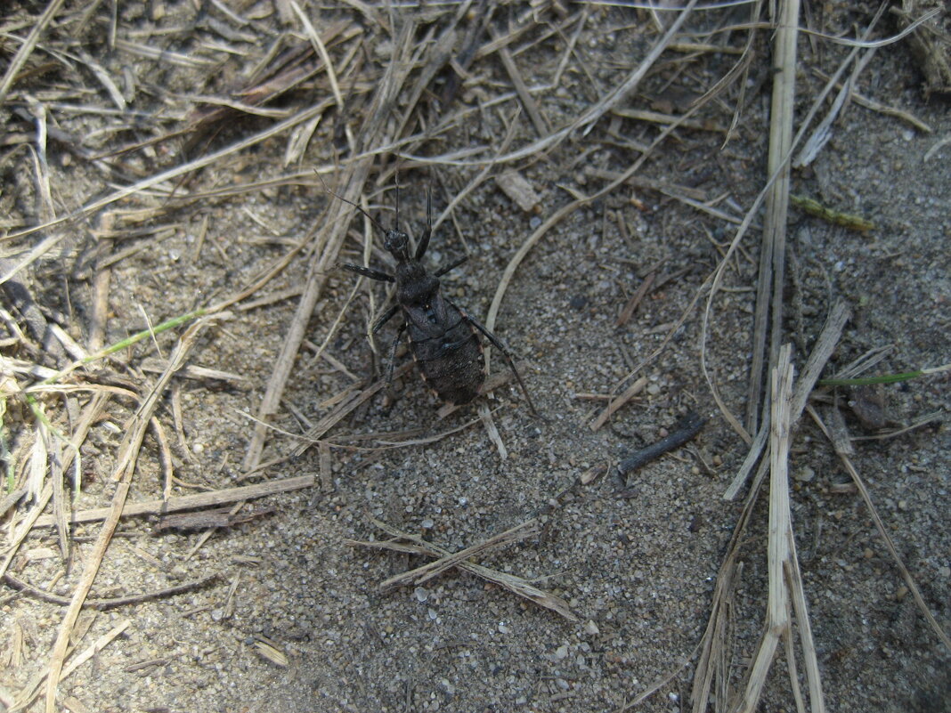 Клоп хищнец - Anna Ivanova