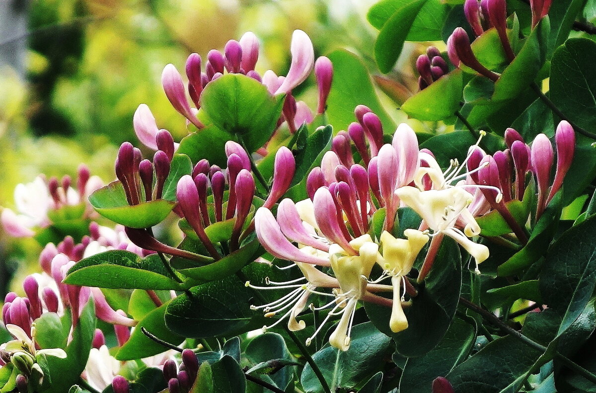 Цветет Каприфоль - Рита Симонова