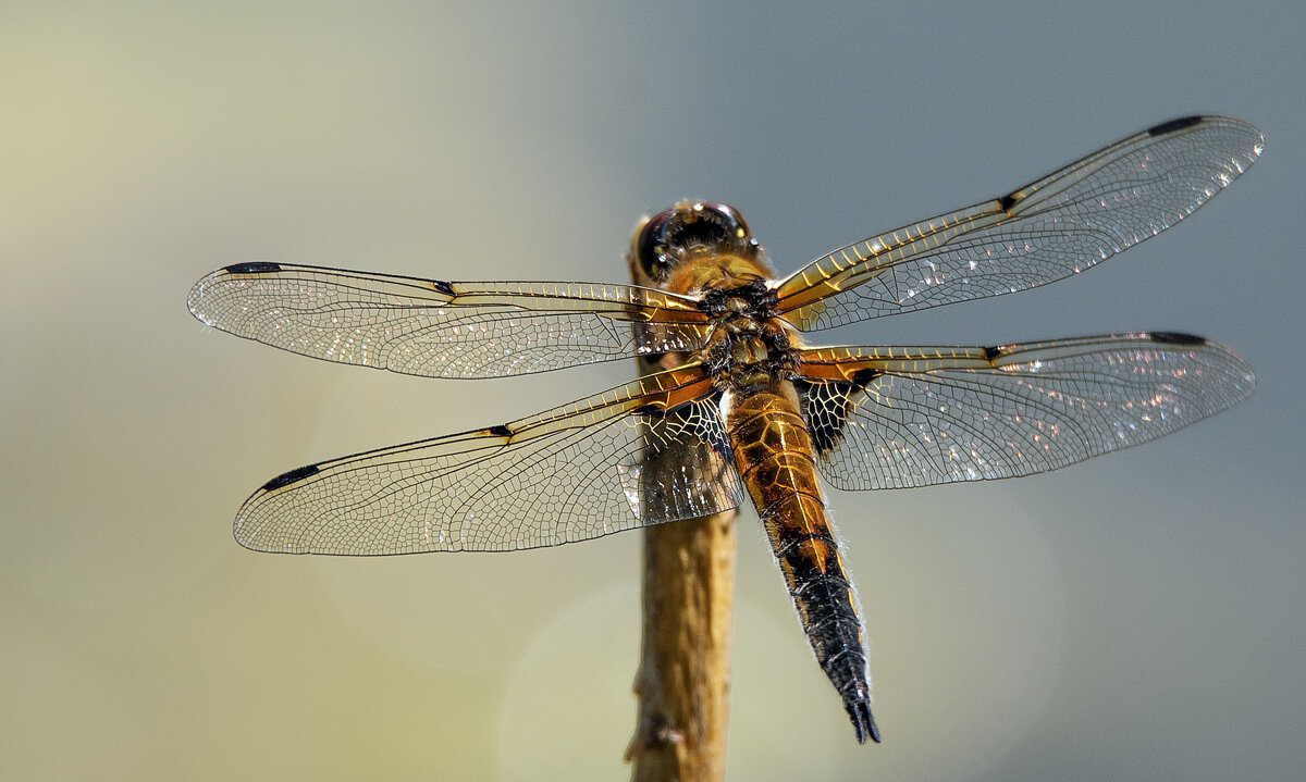 "Крокодил". - Владимир Безбородов
