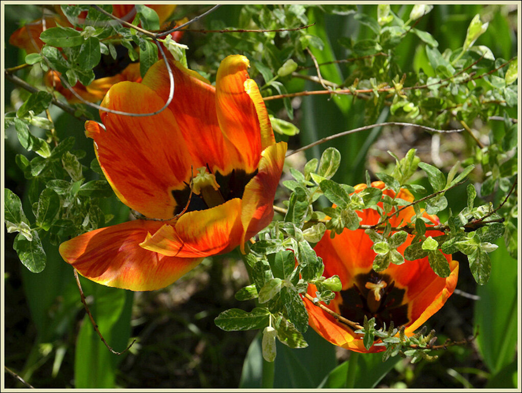 Уходит время тюльпанов - Aleksandr Gal