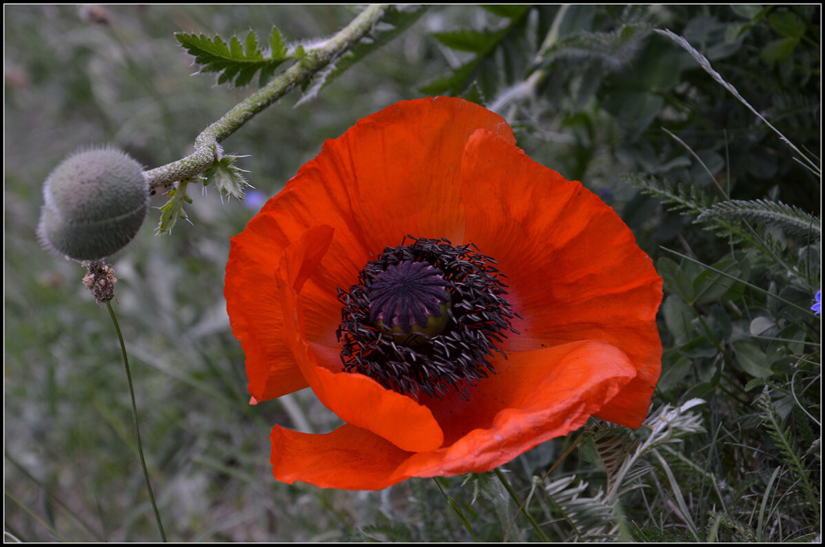 Приходит время Маков... - Aleksandr Gal