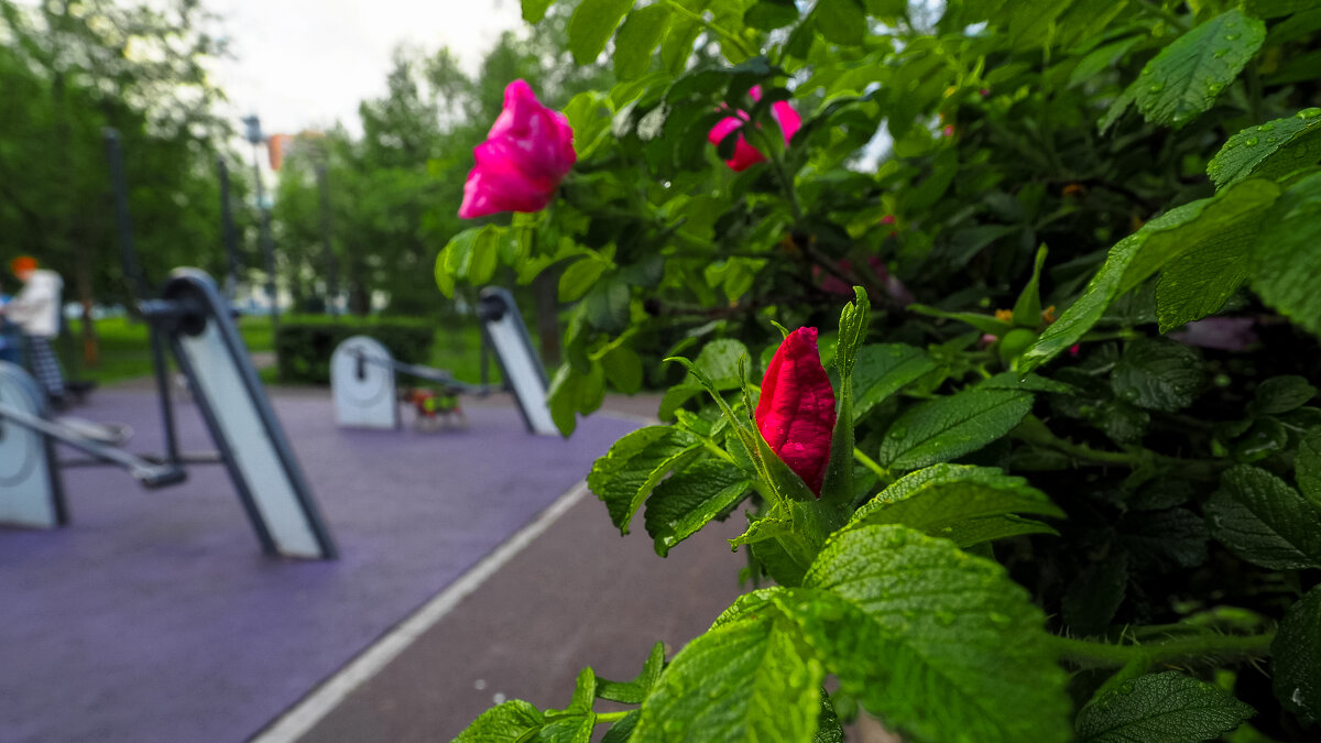 Природа в Городе - юрий поляков