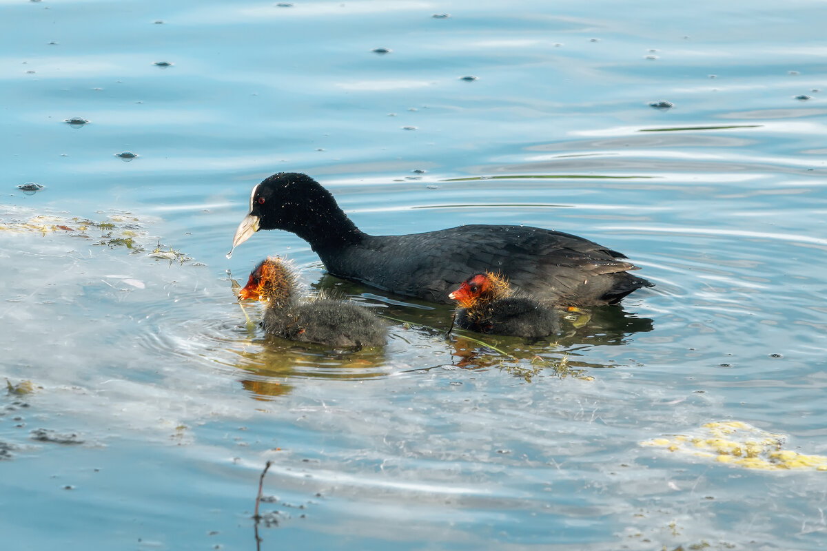 Лысухи - Владимир Колесников