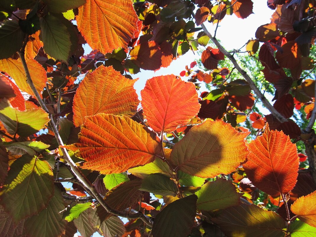 краски мая - Елена Шаламова краски мая - Елена Шаламова