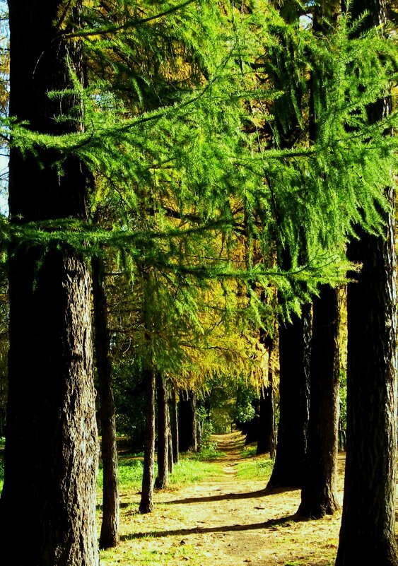 ЛИСТВЕНИЦЫ. - Татьяна Касьяненко ЛИСТВЕНИЦЫ. - Татьяна Касьяненко