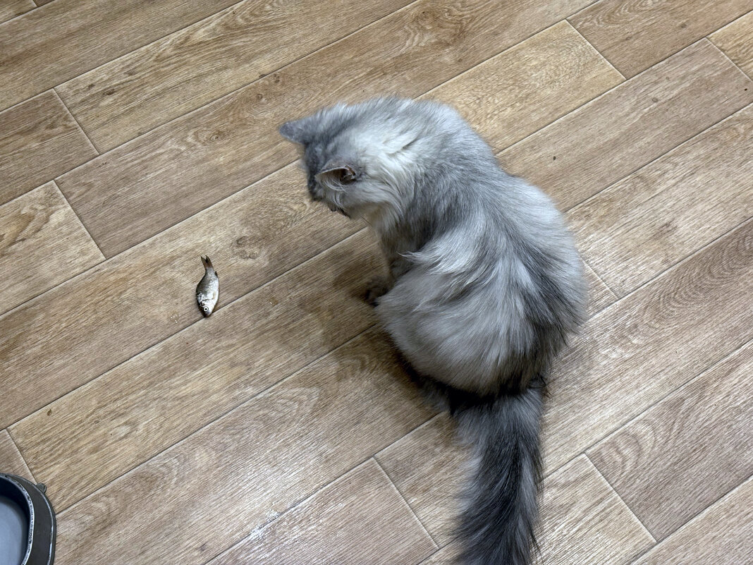 жопъ зажратая)) - Иннокентий Авдонин жопъ зажратая)) - Иннокентий Авдонин