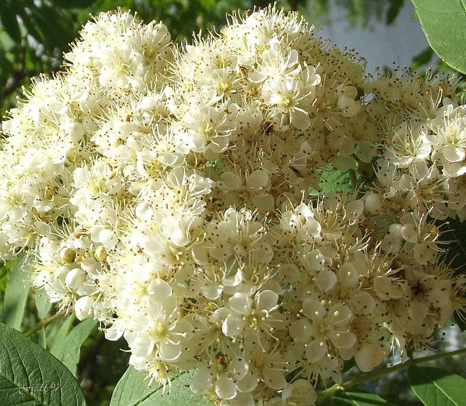 Ой, рябина кудрявая, белые цветы... - Freddy 97 Ой, рябина кудрявая, белые цветы... - Freddy 97