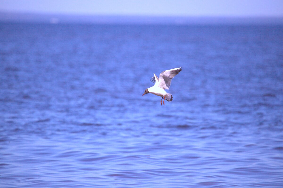 Чайка на охоте - Танзиля Завьялова