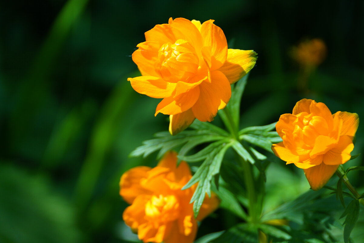 Огоньки - Наталия Григорьева