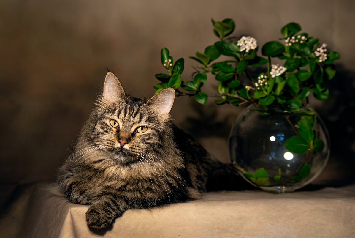 Грация - Ольга Зинченко Грация - Ольга Зинченко