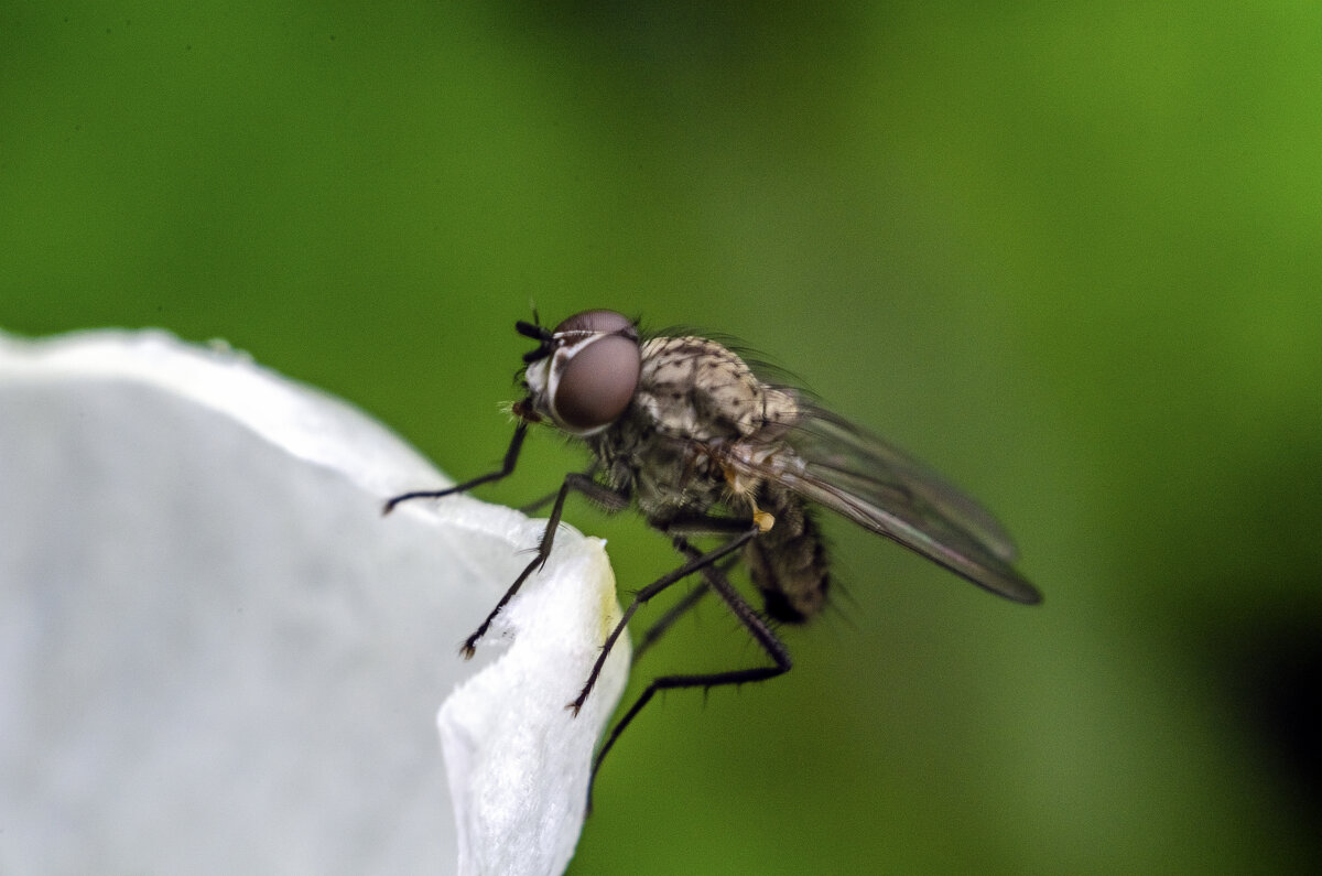 Цокотуха - Андрей Щетинин