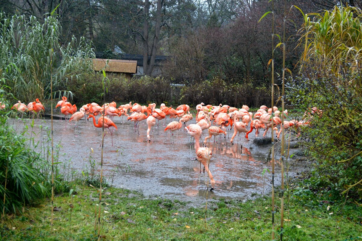 Fl - Андрей Л. В.