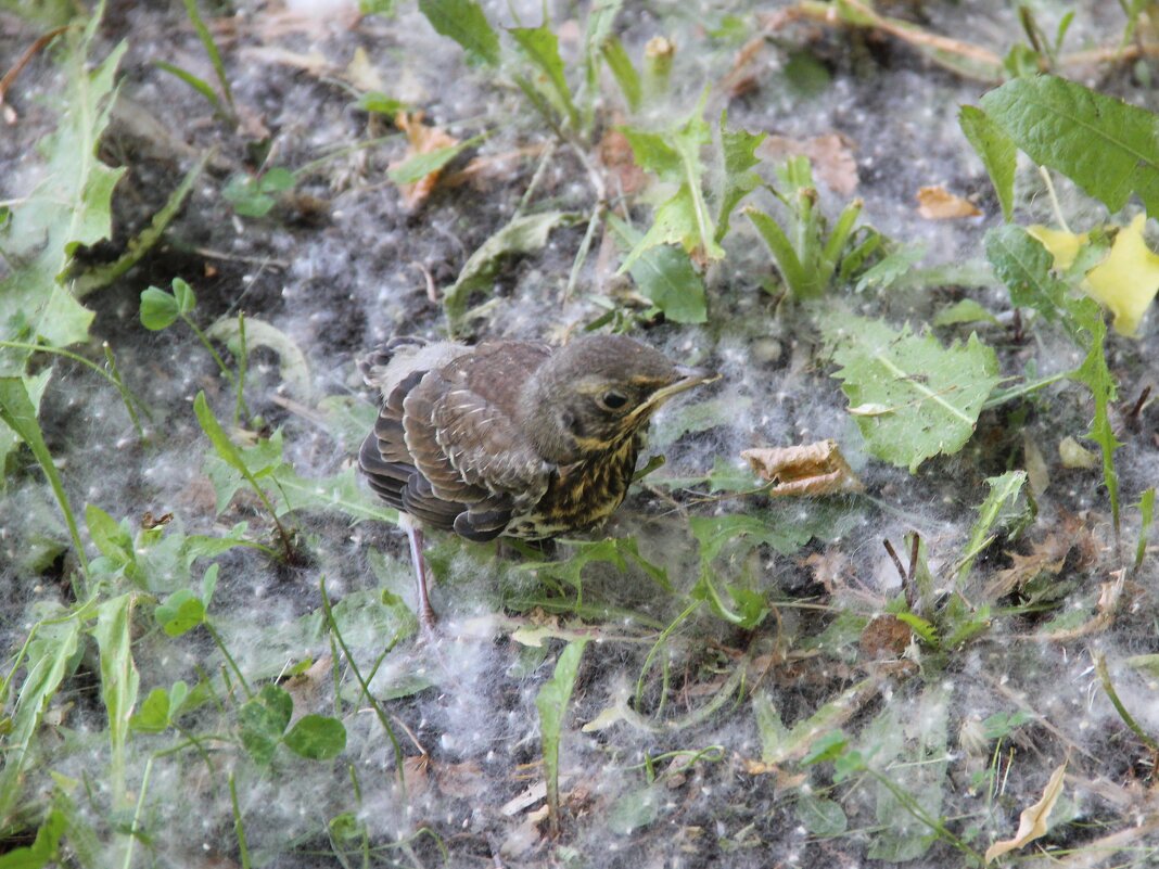 Выпал. - Венера Чуйкова