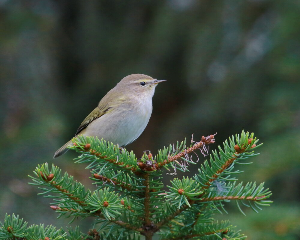 пеночка теньковка - Andrey Bragin пеночка теньковка - Andrey Bragin