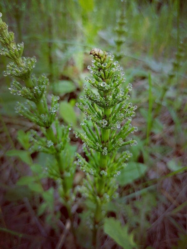 *** - Зоя Мишина