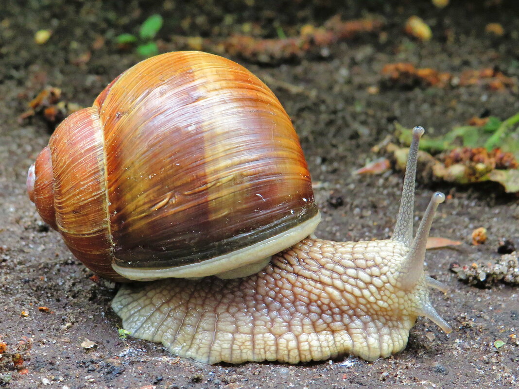 Тихоход - Андрей Снегерёв Тихоход - Андрей Снегерёв