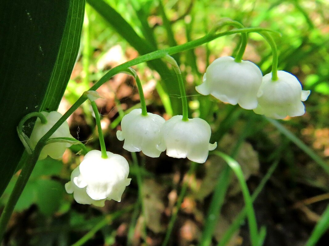 Колокольчики ландыша - Андрей Снегерёв Колокольчики ландыша - Андрей Снегерёв