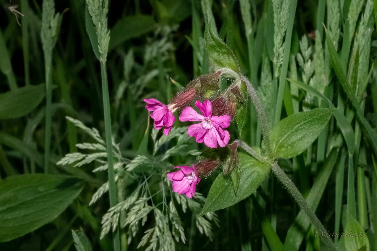 Про смолёвку... - Николай Гирш Про смолёвку... - Николай Гирш
