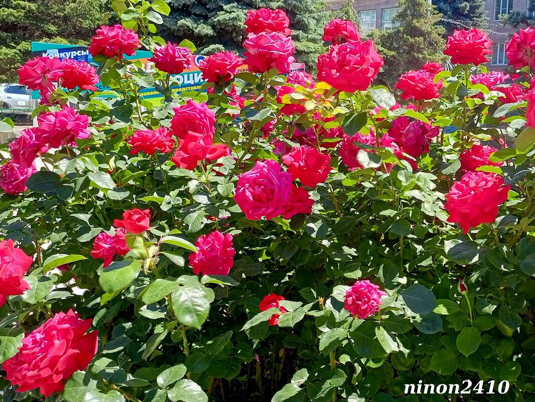 Вот и лето красное наступило! - Нина Бутко Вот и лето красное наступило! - Нина Бутко