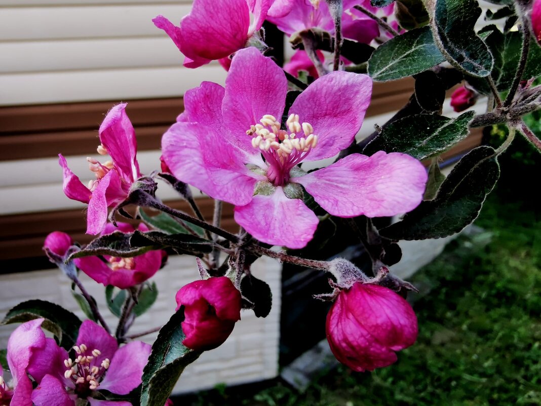 Яблоня цветет - Ирина 