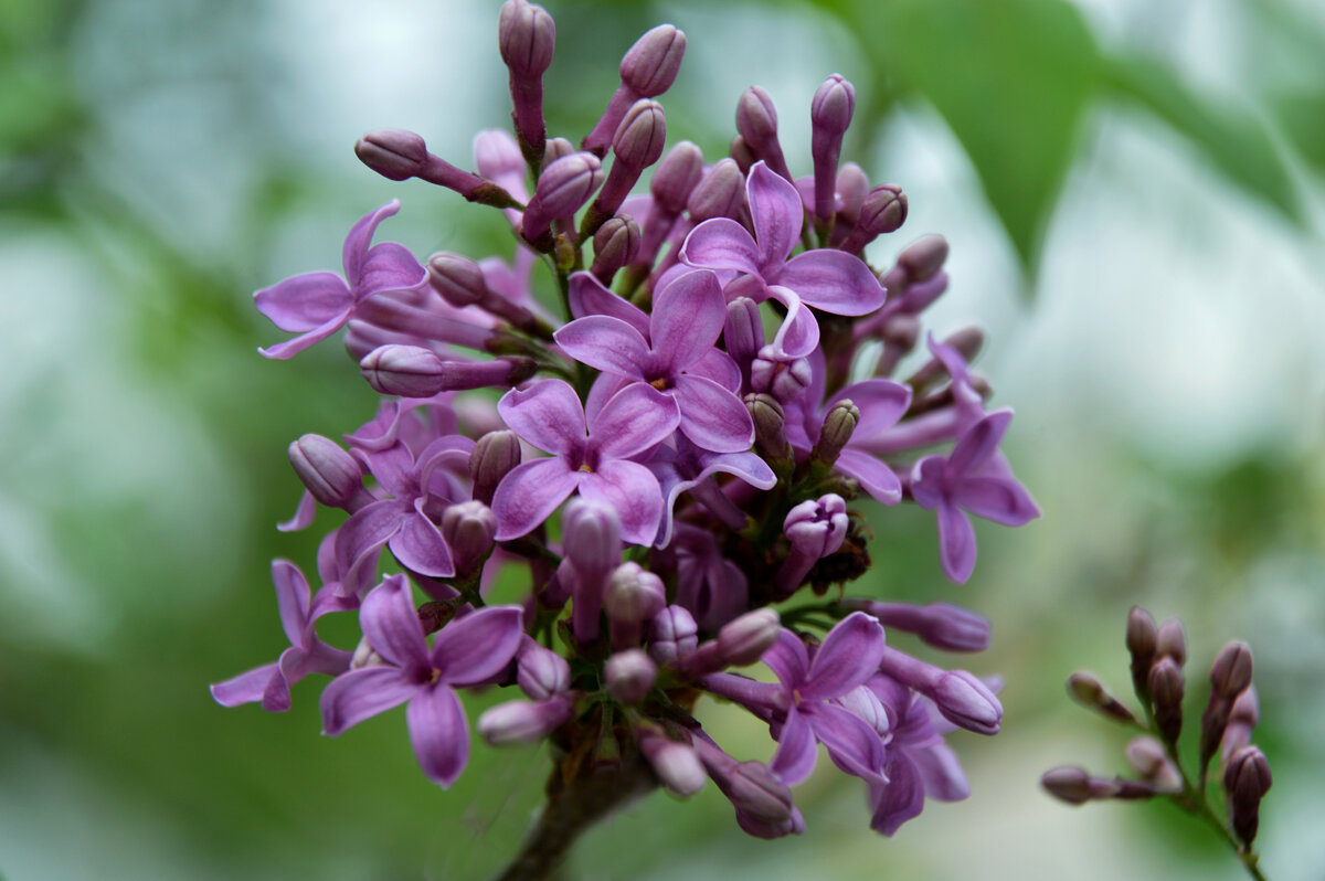 *** - Надежда Куркина *** - Надежда Куркина