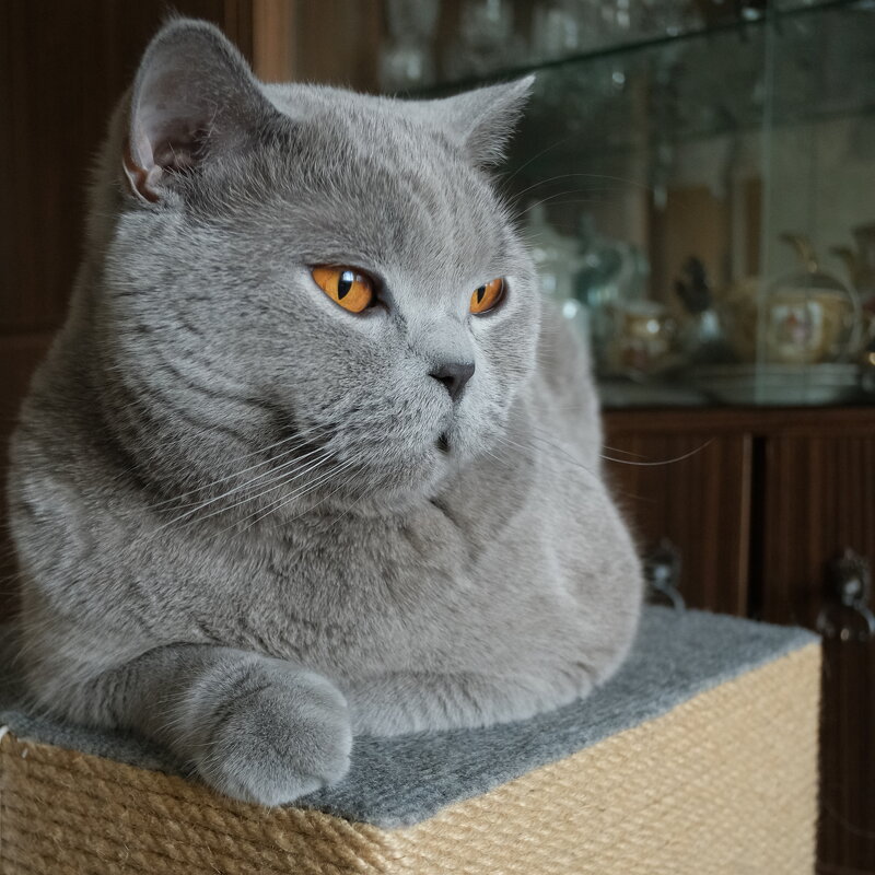 Котяра - Лютый Дровосек Котяра - Лютый Дровосек