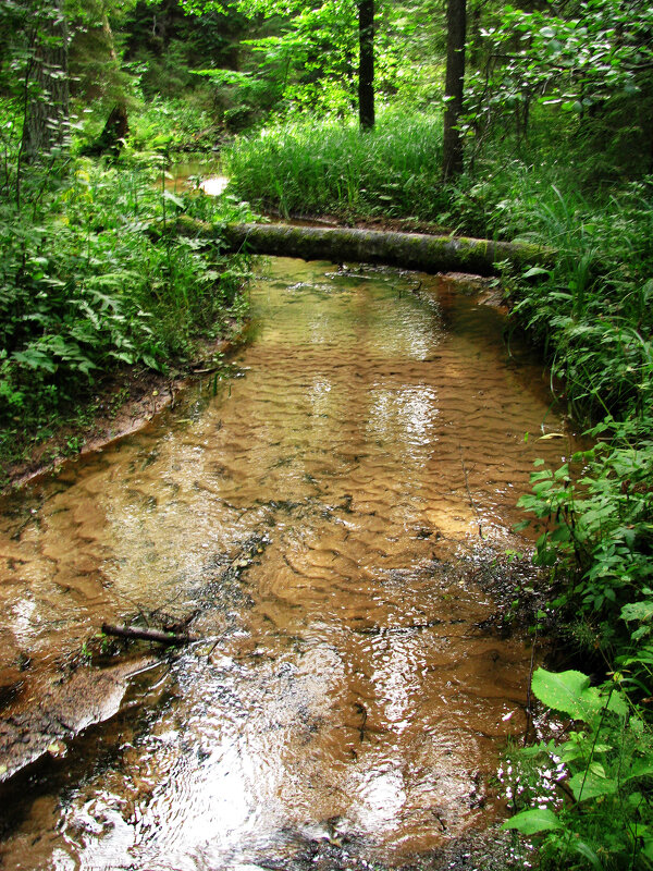 На ручье - Наталья 