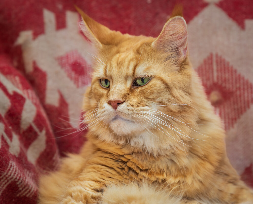 Василию 10 лет. Он самый лучший. - Борис Калитенко