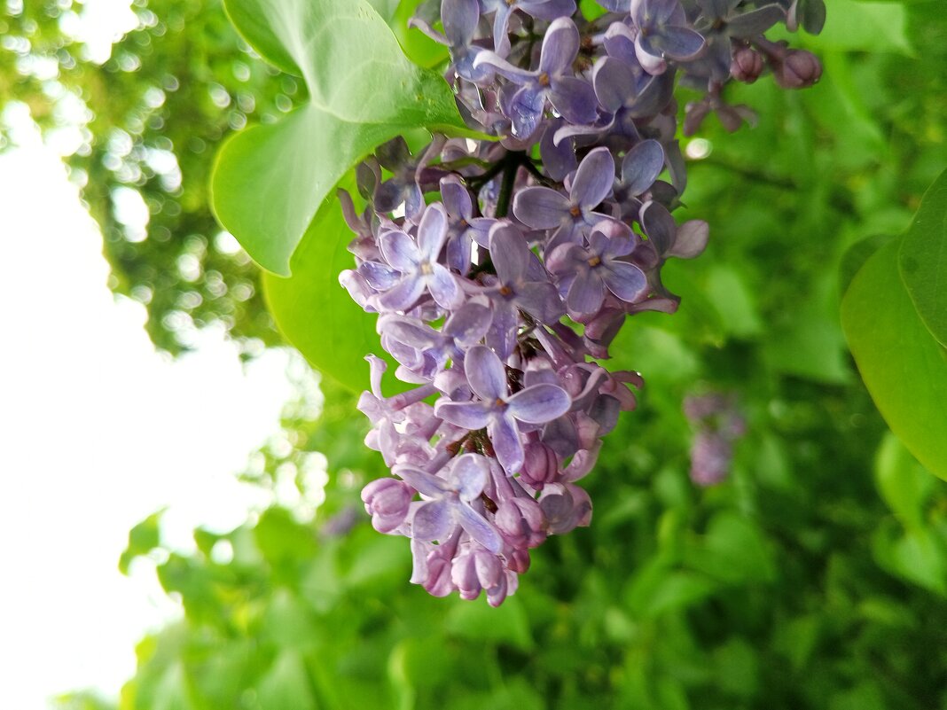 Сирень - Сапсан 