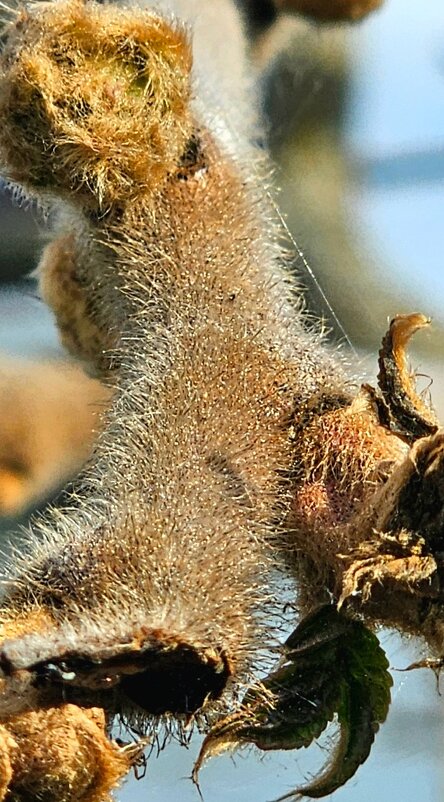 Сумах. - Михаил Свиденцов