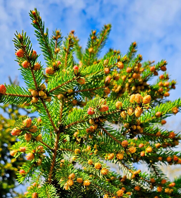 Елка - Михаил Свиденцов