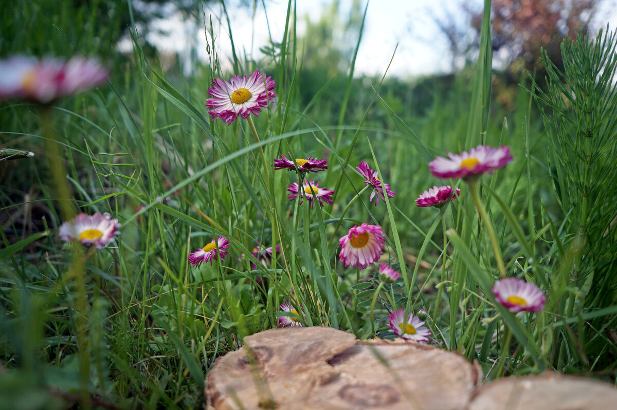 Садовые малютки - sorovey Sol