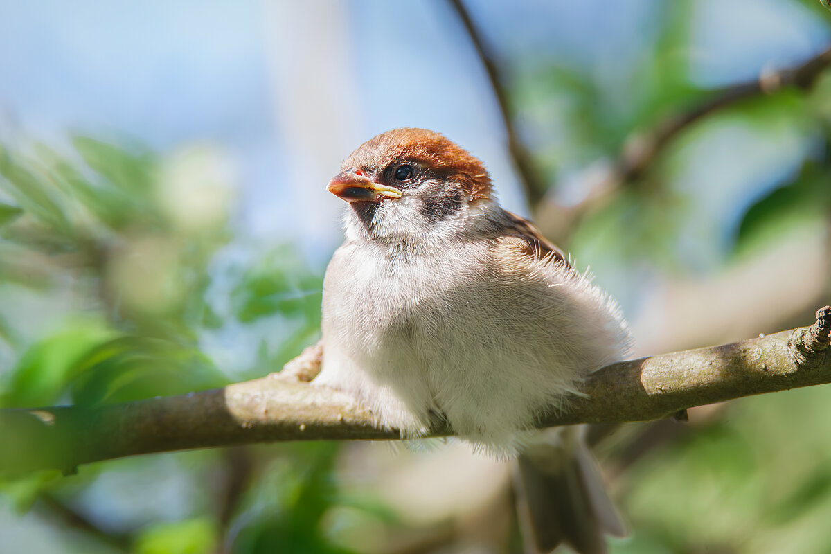 Воробей - Alex Bush