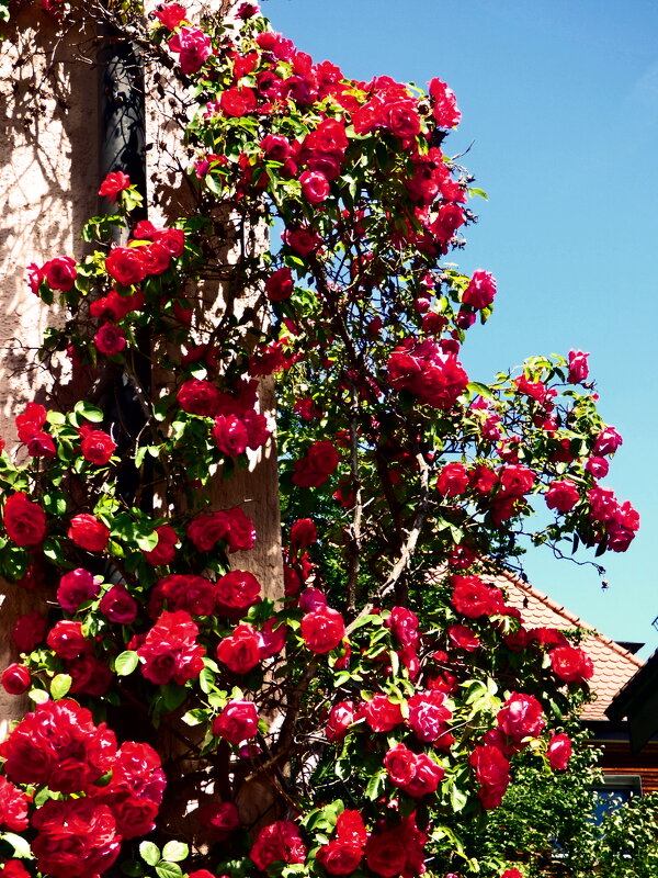 Летние этюды 1 - Алексей Кузнецов