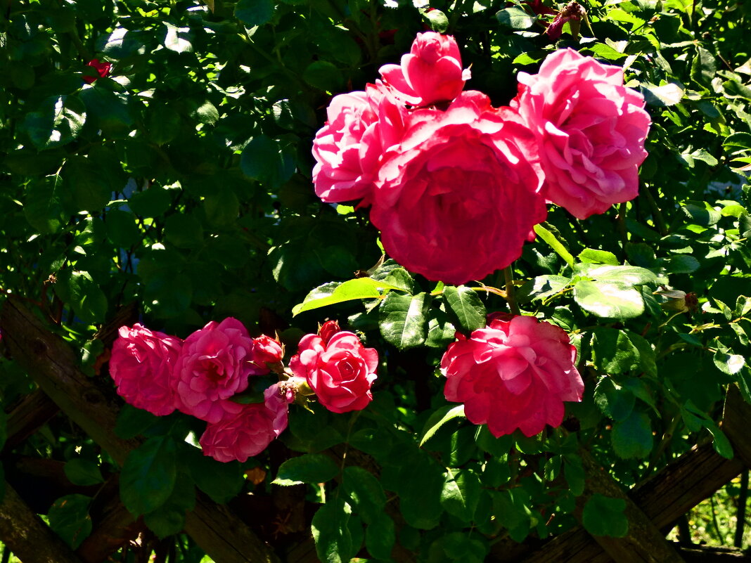 Летние этюды 4 - Алексей Кузнецов