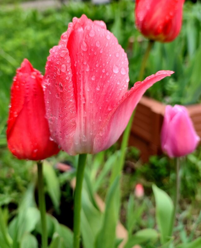 После дождика - Ирина 