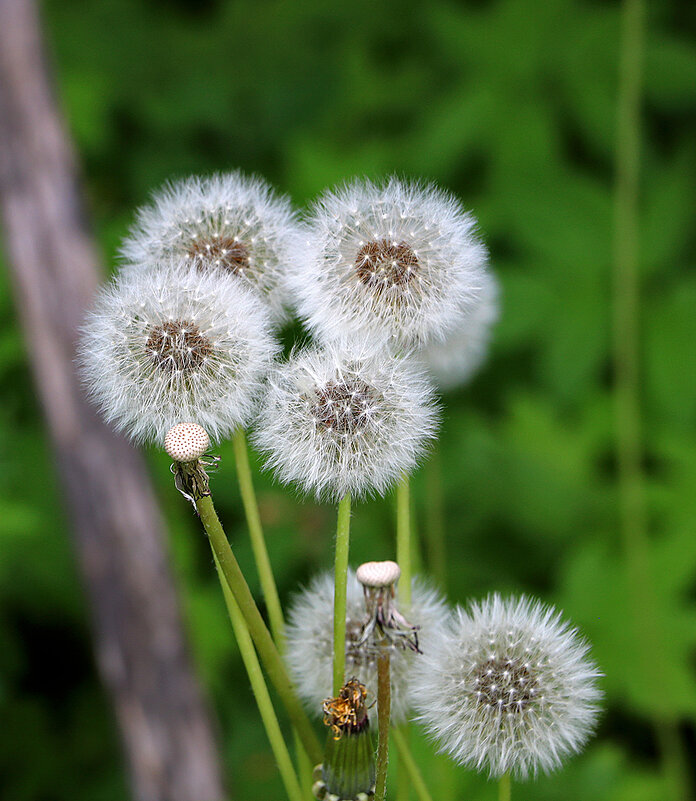 Пушистики - вот-вот разлетятся - Светлана 