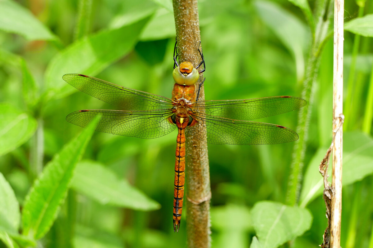 Стрекозы конца мая 3 - Александр Прокудин Стрекозы конца мая 3 - Александр Прокудин