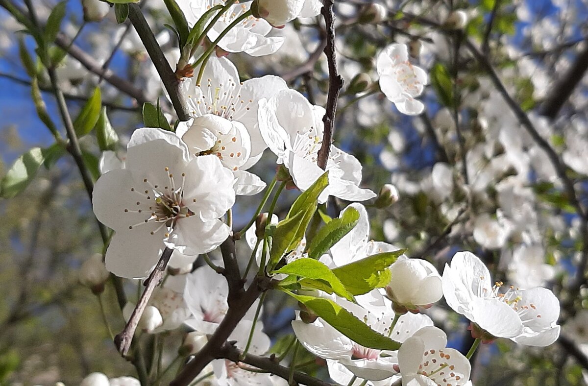Был месяц май. Цветущая вишня - Наталья Герасимова