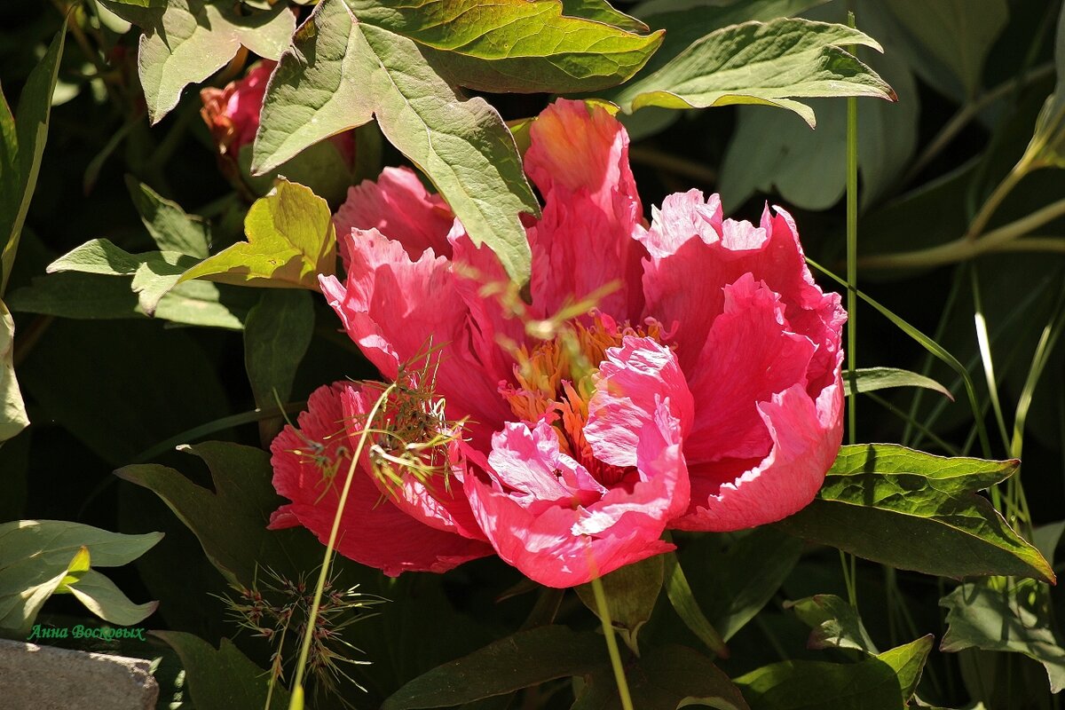 Древовидный пион. - Восковых Анна Васильевна Древовидный пион. - Восковых Анна Васильевна