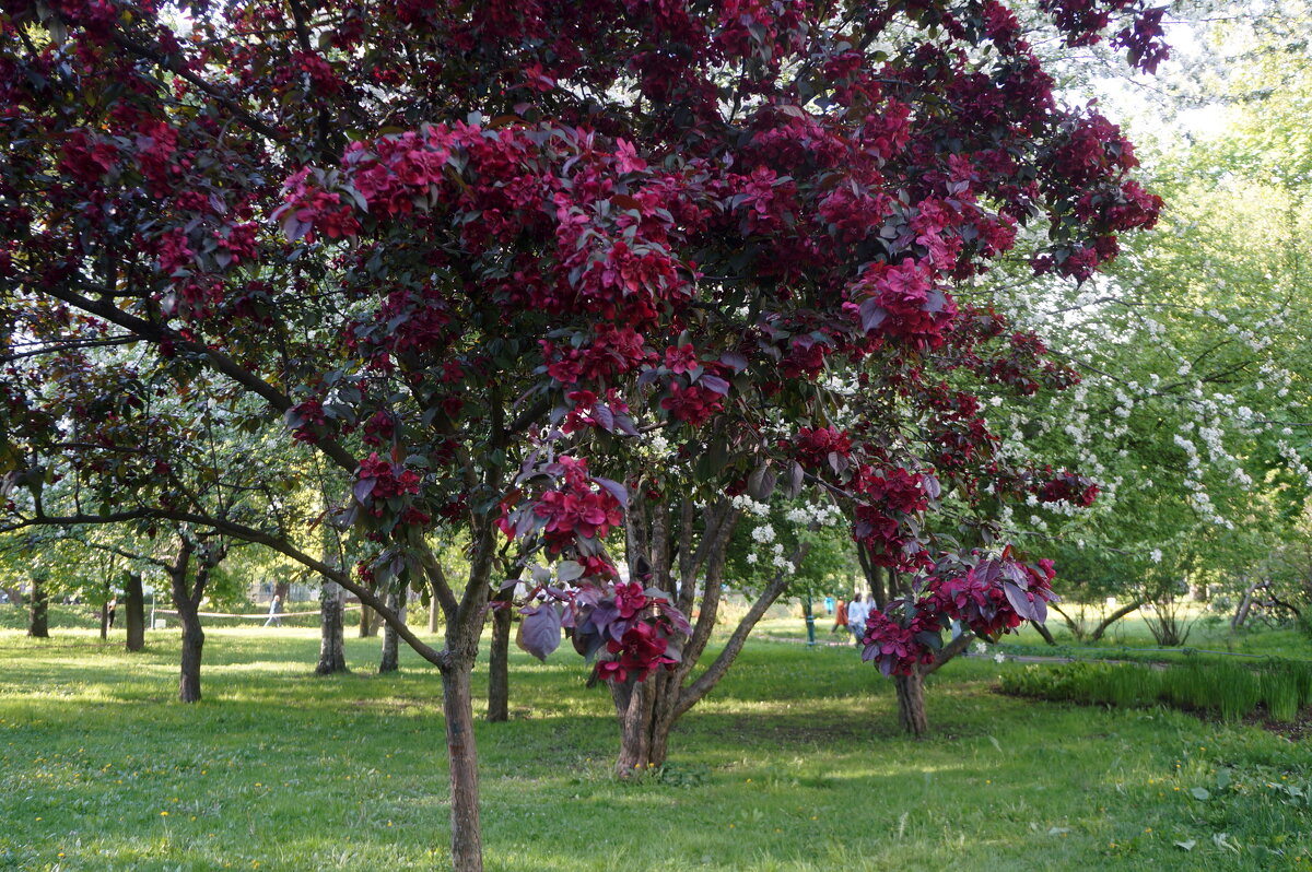 яблоня декоративная - zavitok *