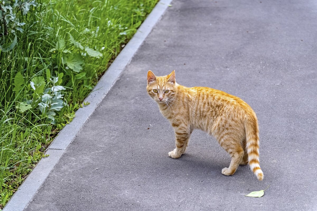Удирать или подождать? - Валерий Иванович