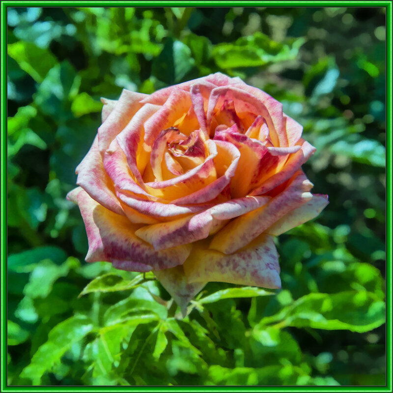 Аромат розы - Анатолий Чикчирный