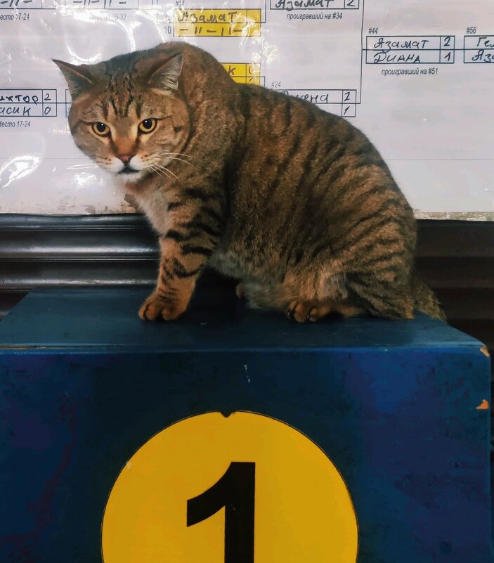 Чемпион - Георгиевич 