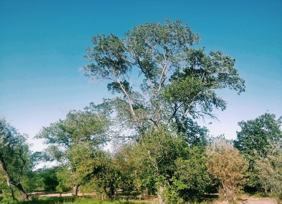 Жаркое лето, идёт... - Андрей Хлопонин Жаркое лето, идёт... - Андрей Хлопонин