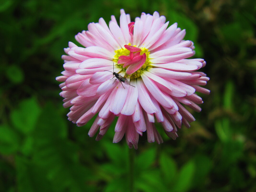 Красотка - Людмила Смородинская Красотка - Людмила Смородинская