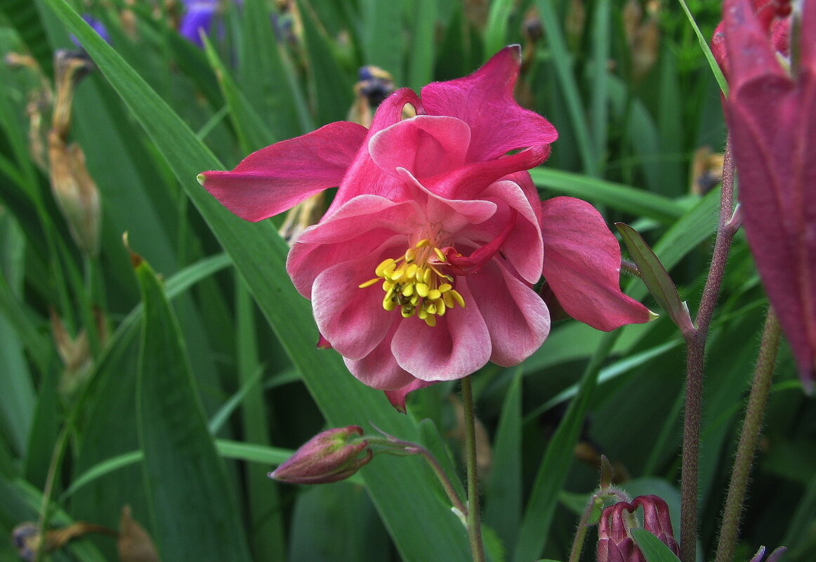 Яркая аквилегия - Людмила Смородинская Яркая аквилегия - Людмила Смородинская